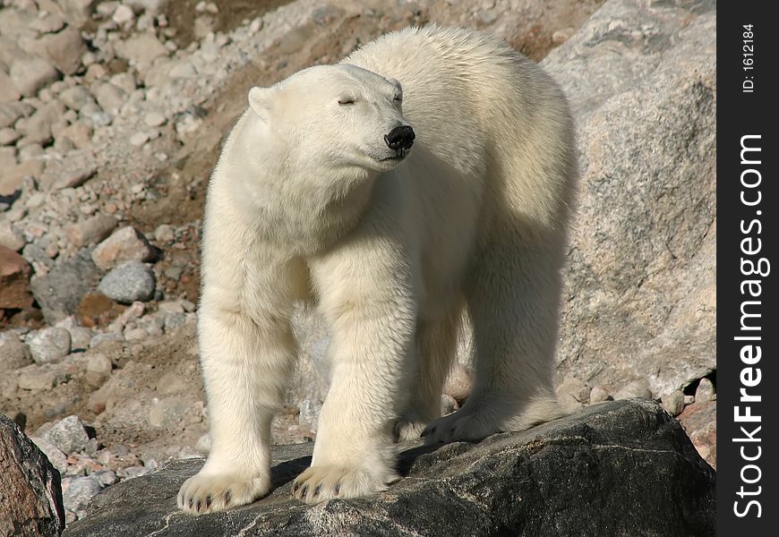 Polar bear