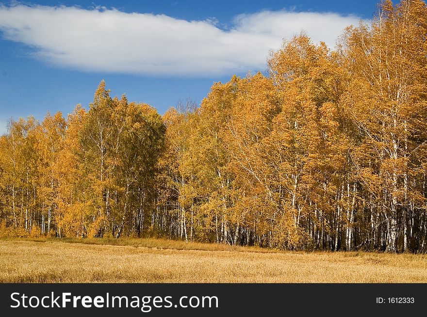 Russian october in fields and forests. Russian october in fields and forests