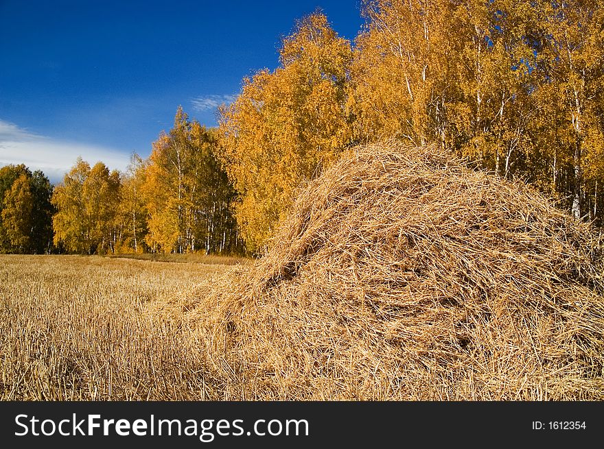 Russian october in fields and forests. Russian october in fields and forests