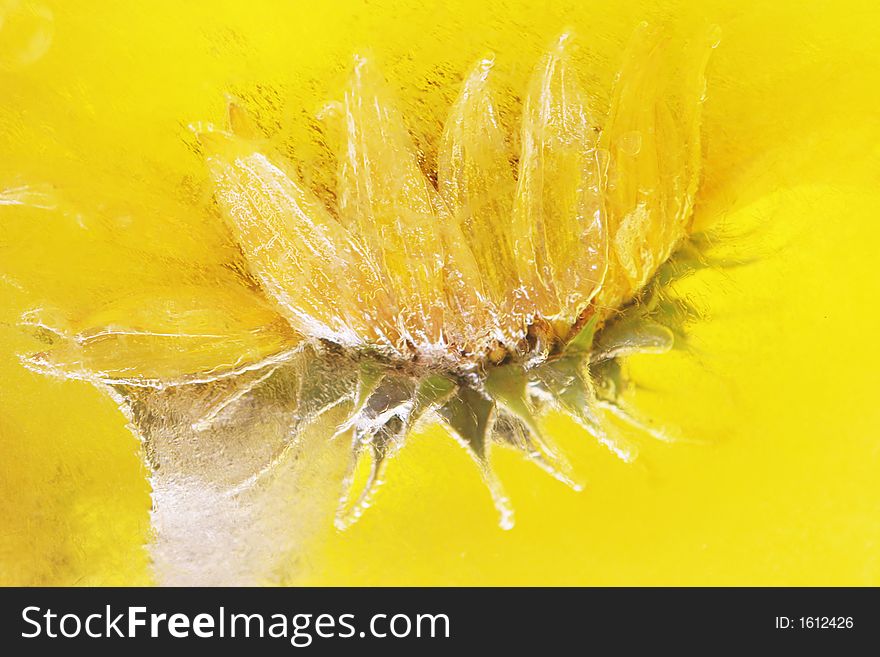 Yellow sunflower frozen in yellow ice. Yellow sunflower frozen in yellow ice