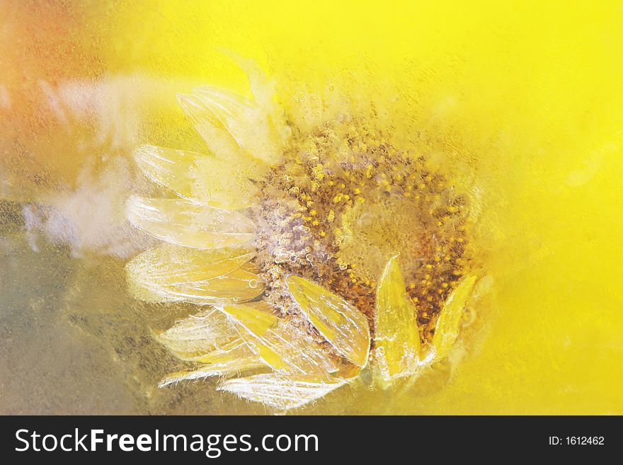 Sunflower frozen in yellow ice