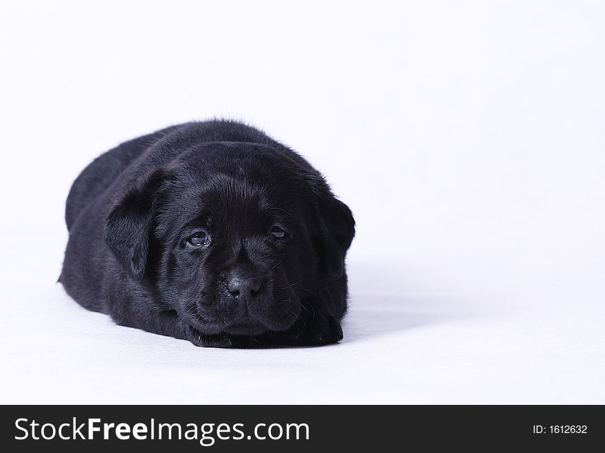 Labrador puppy