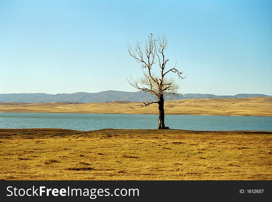 Single tree near a lake
