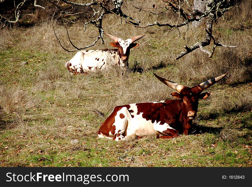 Watussi Cattle resting in the morning sunlight