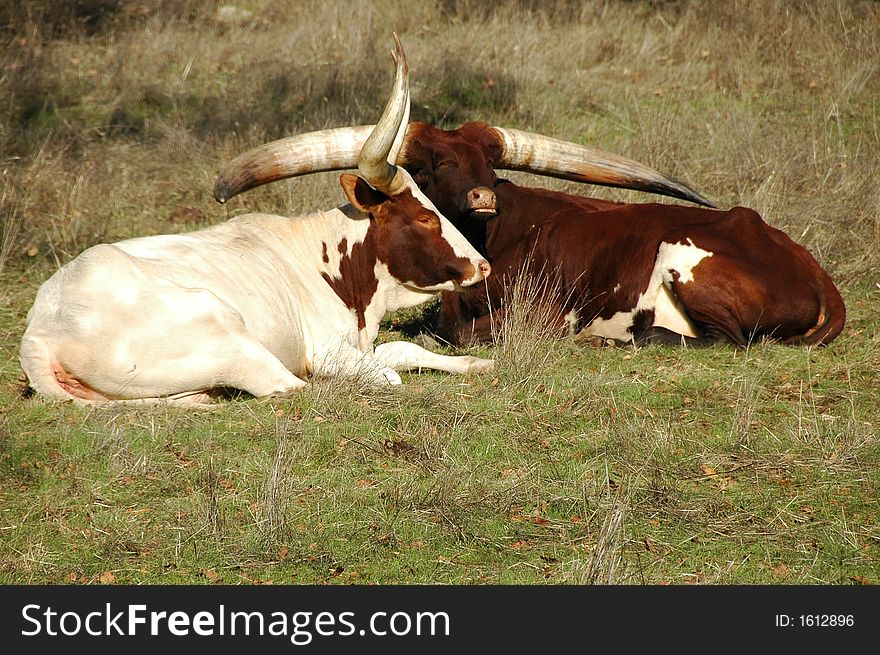 Watussi Cattle resting in the morning sunlight