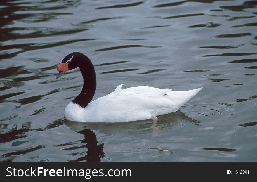 Black Necked Swan on the water.