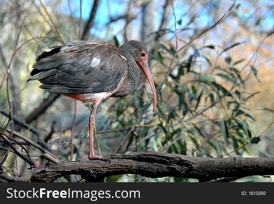 This African bird was so camouflaged I almost getting the picture, beautiful bird.