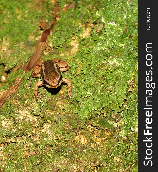 Dart Frog On Leaf In Panama, Central America