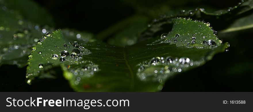 Raindrops on leaf, in the forest. Raindrops on leaf, in the forest