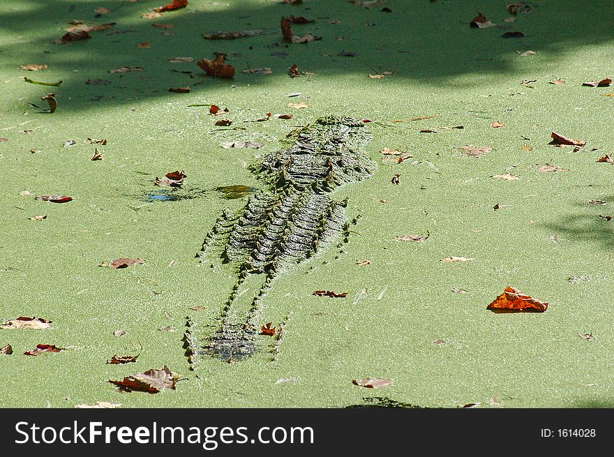 Alligator in southern green water swamp