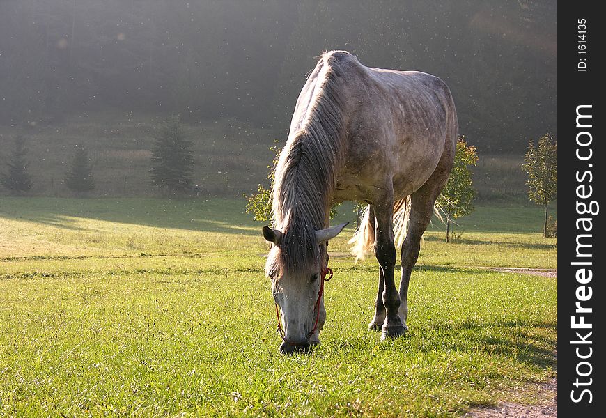 Horse eating grass on the meadow