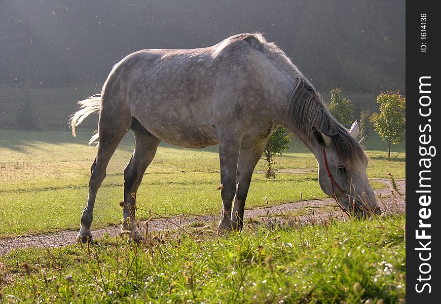 Horse eating grass on the meadow