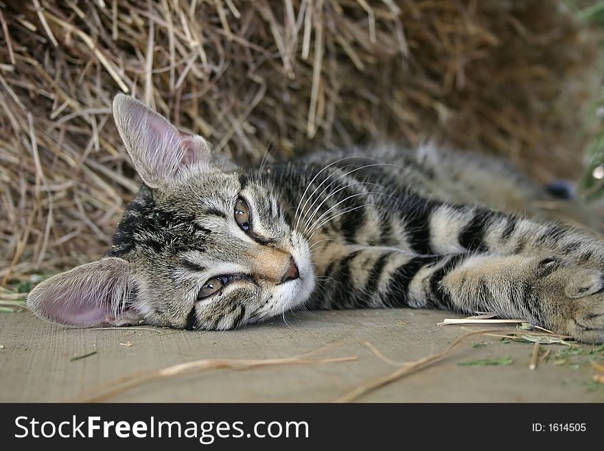 A cat image of domestic animal for adoption