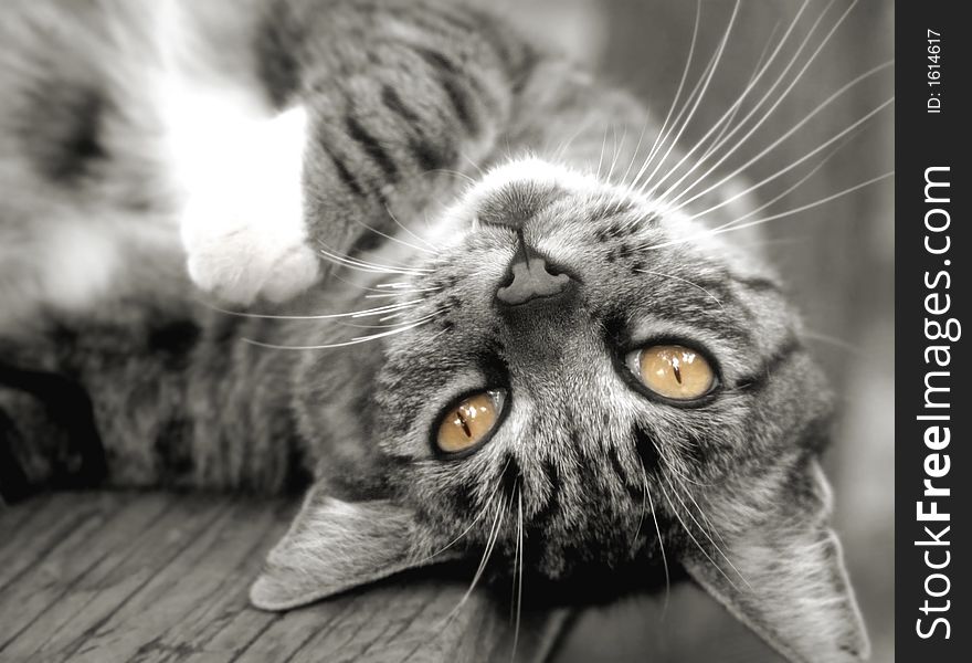 Pretty tabby cat, upside down on outside table.