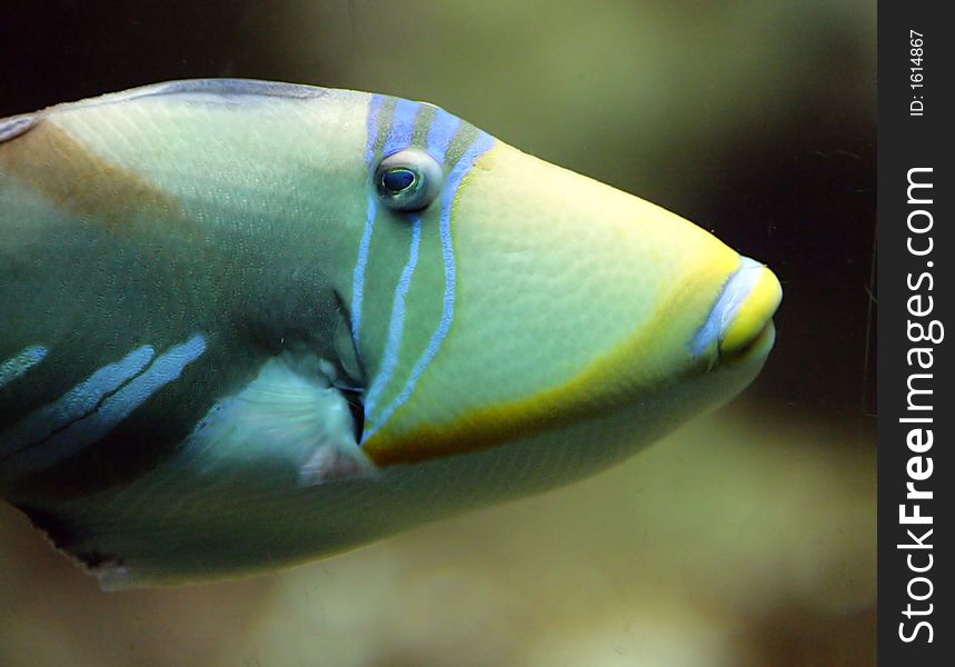 Close-up of Nice Picasso Triggerfish. Close-up of Nice Picasso Triggerfish