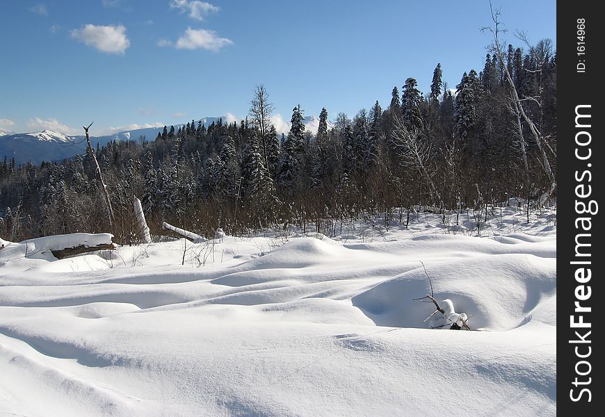 Winter picture -snowcovered grassland and forest. Winter picture -snowcovered grassland and forest