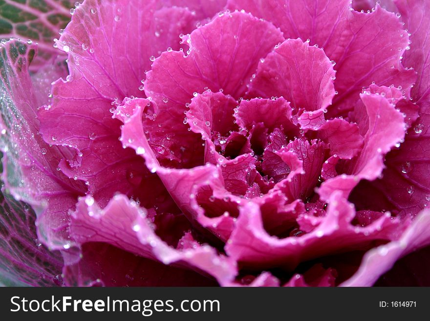 Colored kale with shimmering dewdrops. Colored kale with shimmering dewdrops