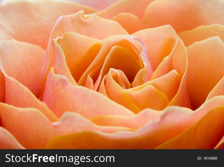 Close up of the yellow rose petails