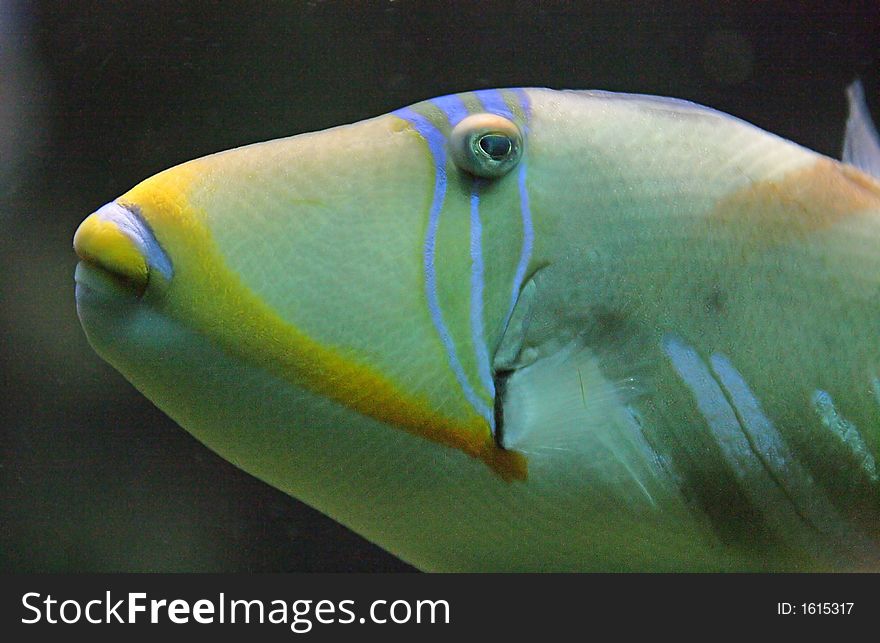 Close-up of Nice Picasso Triggerfish. Close-up of Nice Picasso Triggerfish