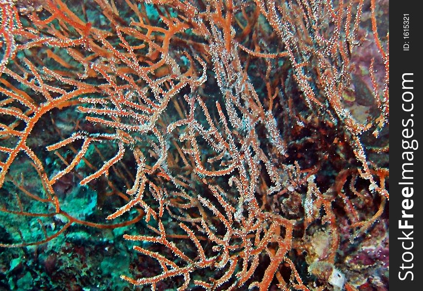 Whip Coral Species