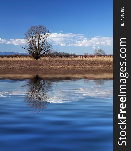 Lonely tree on meadow with reflection