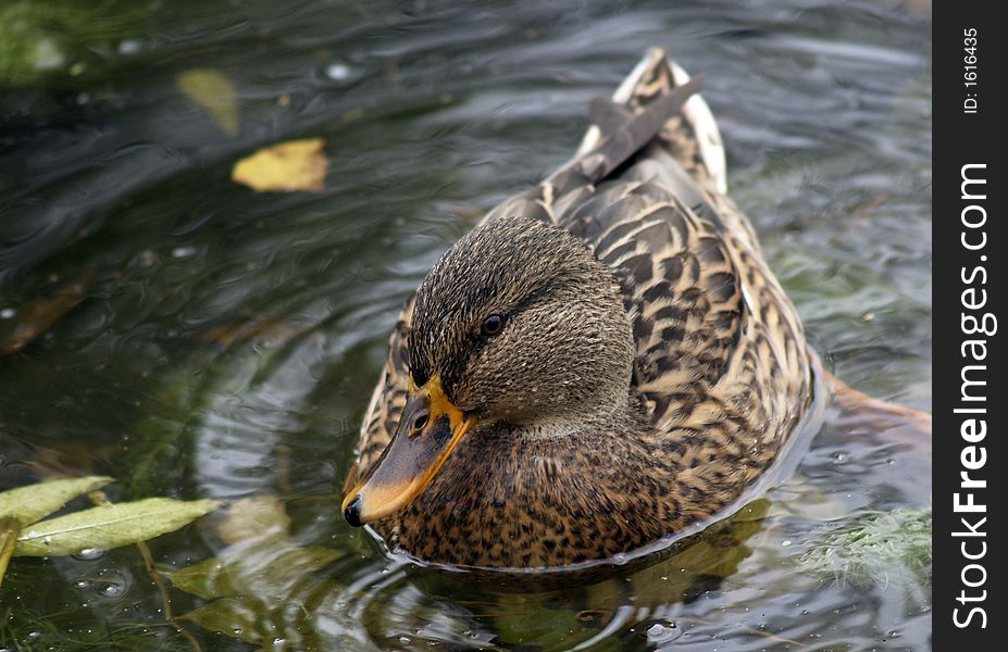 A Shy Lady Duck