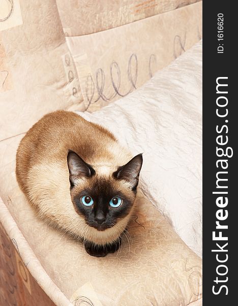 Siamese cat, analogous color of background