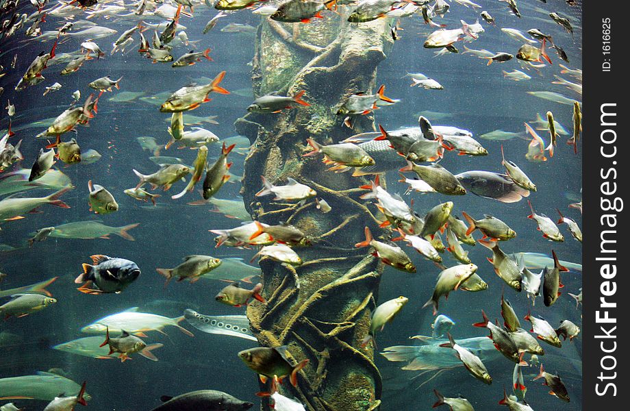 Fresh water fish in a giant aquarium.