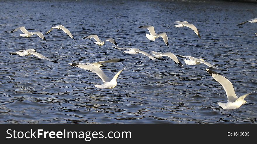 A flock of seagulls takes flight over water. A flock of seagulls takes flight over water.