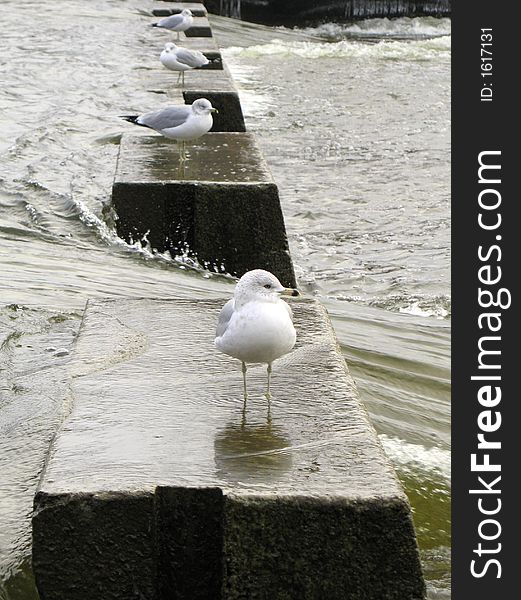 Four gulls standing on a break-water. Four gulls standing on a break-water.