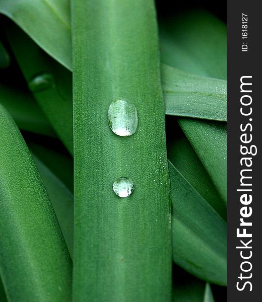 A close up of a dew drop on a blade of grass. A close up of a dew drop on a blade of grass