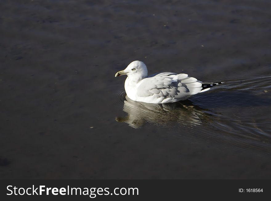 Floating Sea Gull
