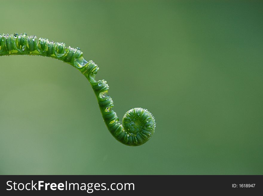 a green plant and water droplets. a green plant and water droplets