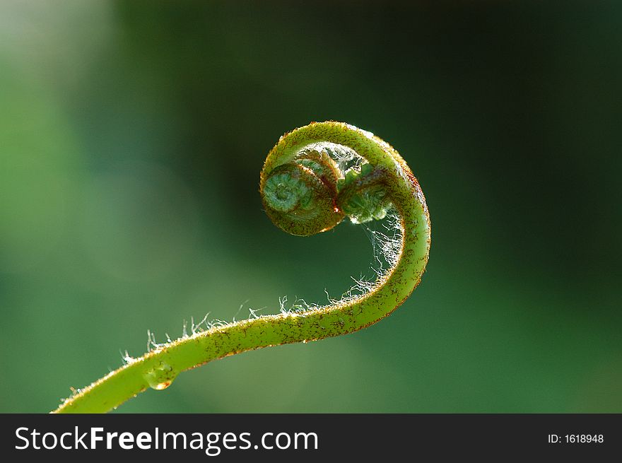 a green plant and water droplets. a green plant and water droplets