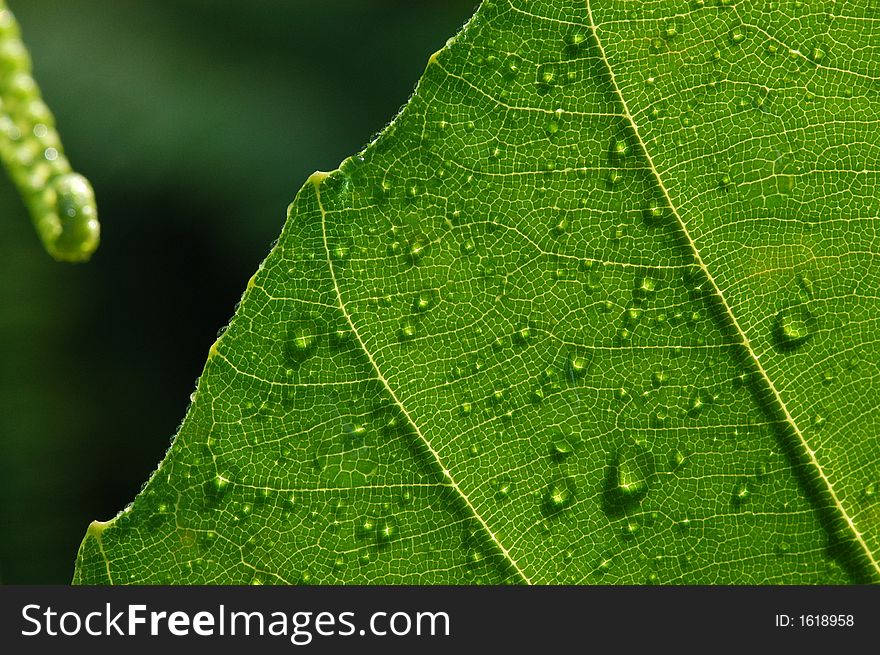 a green leaf and water droplets. a green leaf and water droplets