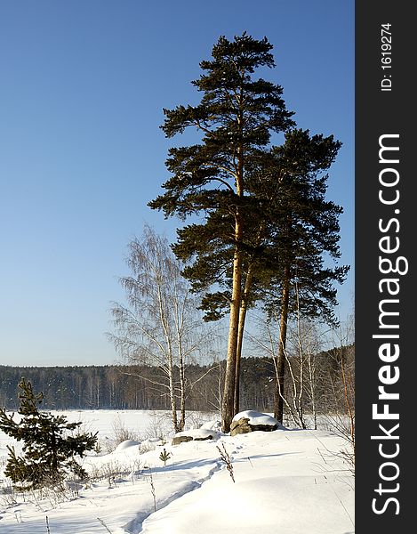 Russia. View of winter forest. Russia. View of winter forest.