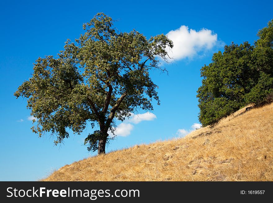 Tree silhouetted against a blue sky