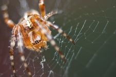 Spider In Web Stock Photos Spider In Web Stock Photos