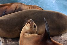 Three Sea Lions Royalty Free Stock Photo
