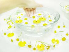 Hand In Plate With Daisy Flowers Royalty Free Stock Photography Hand In Plate With Daisy Flowers Royalty Free Stock Photography