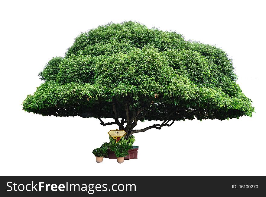 Thai bullet wood tree on white background.