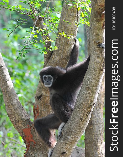 Black Gibbon in a zoo