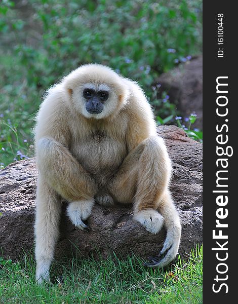 White Gibbon in a zoo