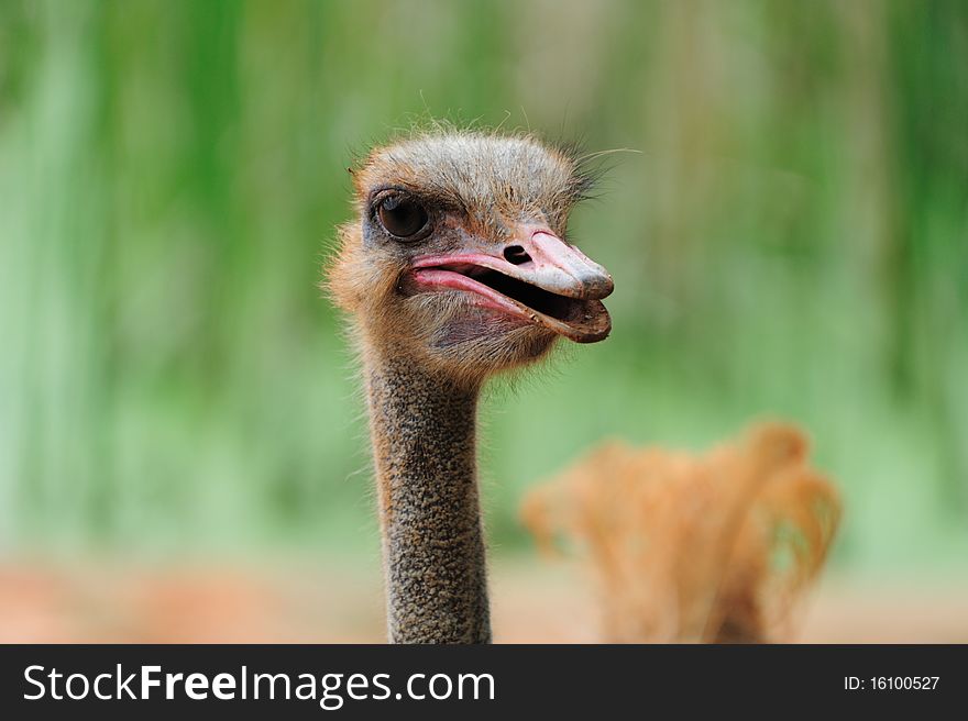 Ostrich's head against green background
