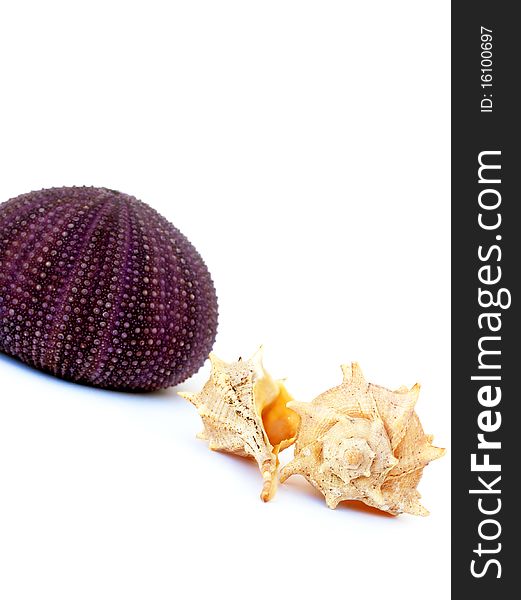 Violate sea urchin and shells isolated on white background