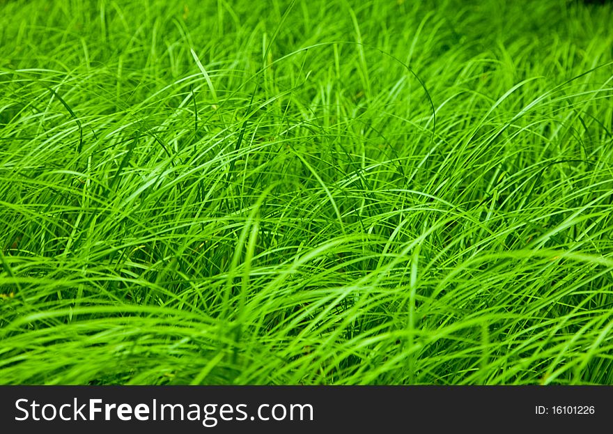 Close-up Of Spring Grass Field