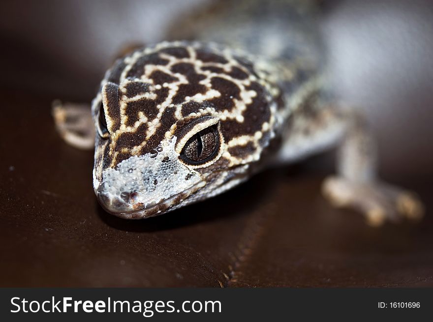 Leopard Gecko