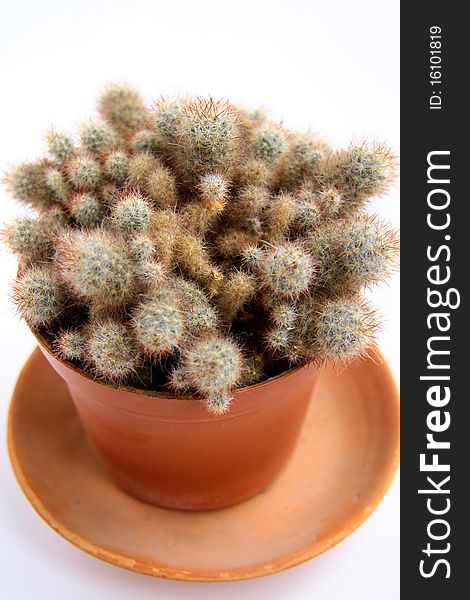 Green cactus in a brown pot on a white background