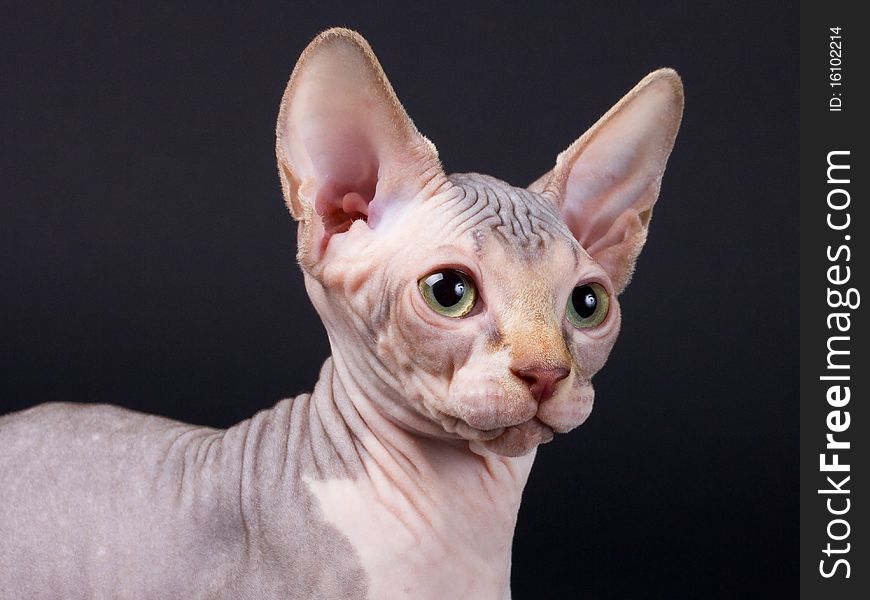 Sphynx Kitten Portrait