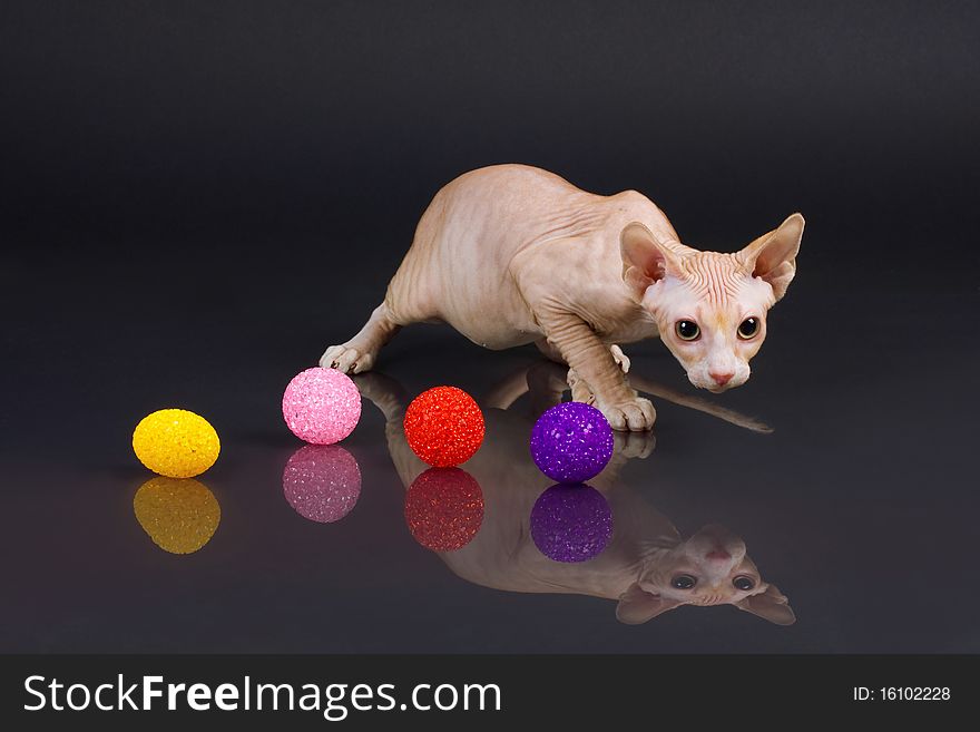 Sphynx kitten on a black background with reflection. Not isolated.